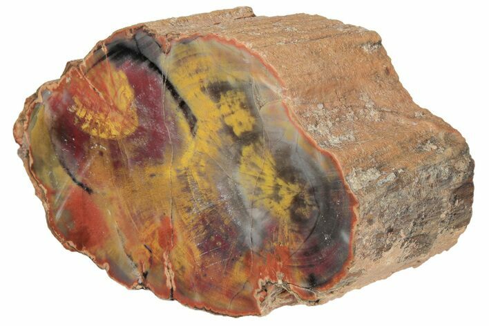 Polished, Petrified Wood (Araucarioxylon) - Arizona #193697